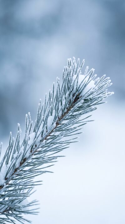 Frosted Pine Wallpaper